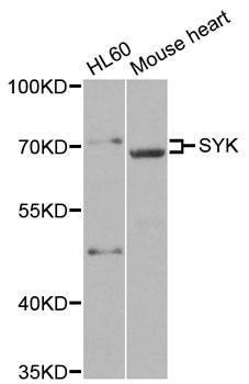 Anti-SYK Antibody
