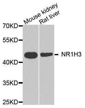 Anti-NR1H3 Antibody