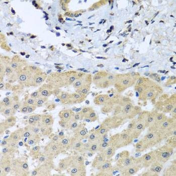 Anti-LETMD1 Antibody