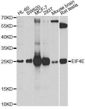 Anti-EIF4E Antibody