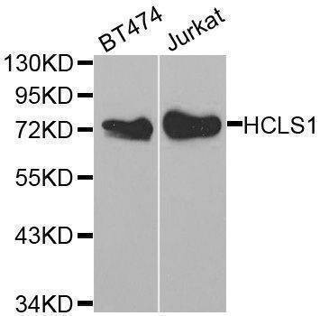 Anti-HCLS1 Antibody