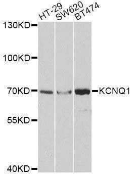 Anti-KCNQ1 Antibody