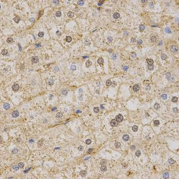 Anti-KCNQ1 Antibody