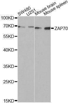 Anti-ZAP70 Antibody
