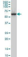 Anti-CLK3 Antibody