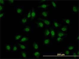Anti-CLK3 Antibody