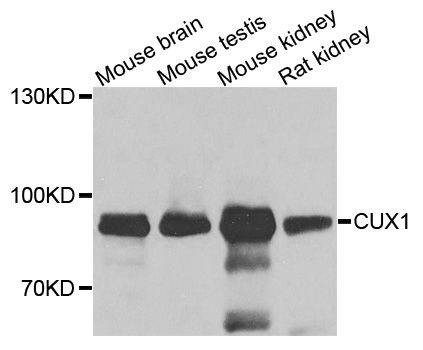 Anti-Mouse/Rat CUX1 Antibody