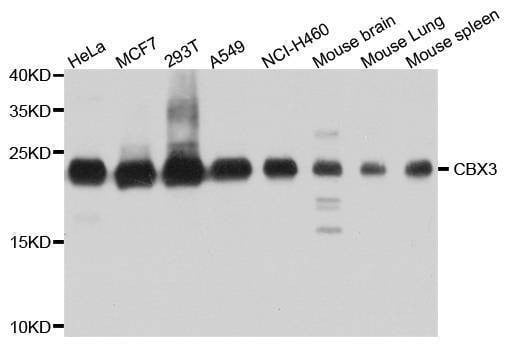 Anti-CBX3 Antibody
