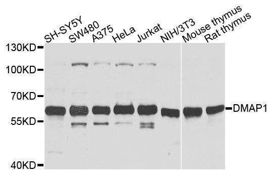 Anti-DMAP1 Antibody