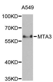 Anti-MTA3 Antibody