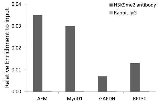 Anti-DiMethyl-Histone H3-K9 Antibody