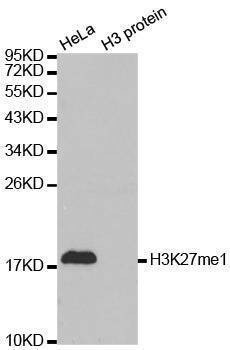 Anti-MonoMethyl-Histone H3-K27 Antibody