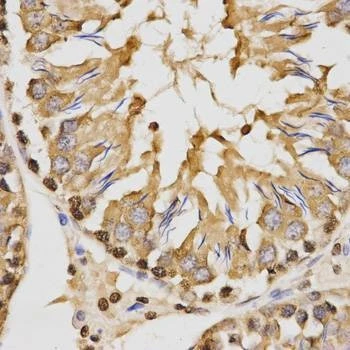 Anti-TriMethyl-Histone H3-K27 Antibody
