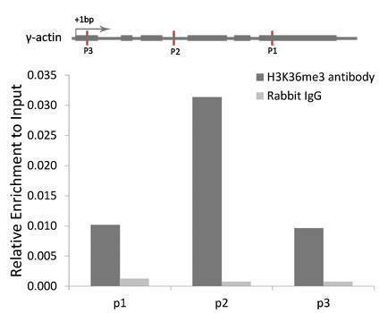 Anti-TriMethyl-Histone H3-K36 Antibody