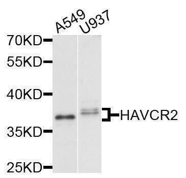 Anti-HAVCR2 Antibody
