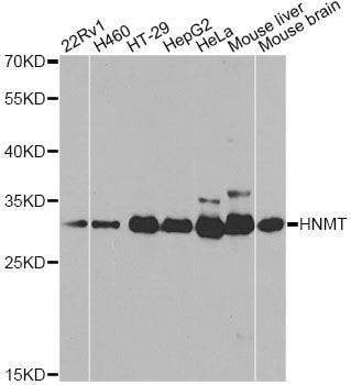 Anti-HNMT Antibody