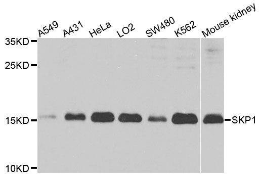 Anti-SKP1 Antibody