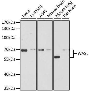 Anti-WASL Antibody