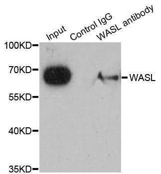 Anti-WASL Antibody