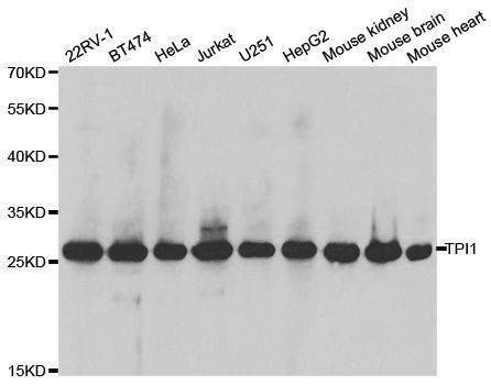 Anti-TPI1 Antibody
