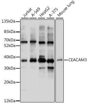 Anti-CEACAM3 Antibody