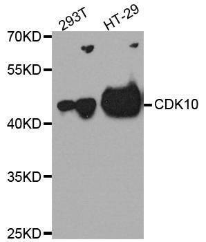 Anti-CDK10 Antibody