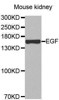 Anti-EGF Antibody