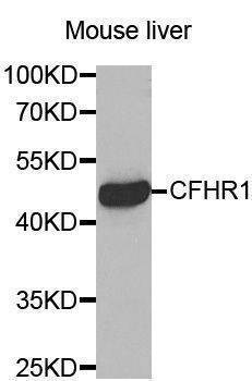 Anti-CFHR1 Antibody