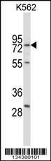Anti-RPA1 (C-term) Antibody