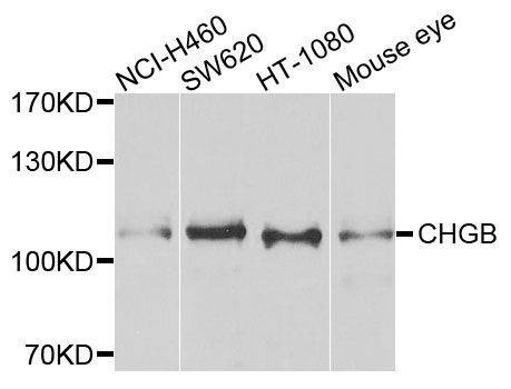 Anti-CHGB Antibody