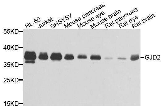 Anti-GJD2 Antibody