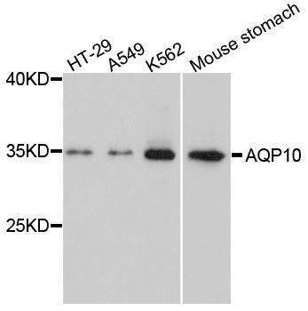Anti-AQP10 Antibody