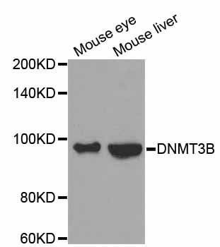Anti-DNMT3B Antibody