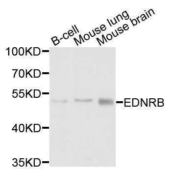 Anti-EDNRB Antibody