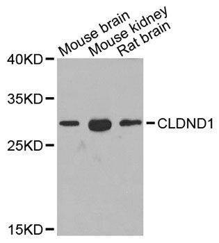 Anti-CLDND1 Antibody