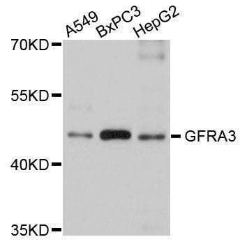 Anti-GFRA3 Antibody
