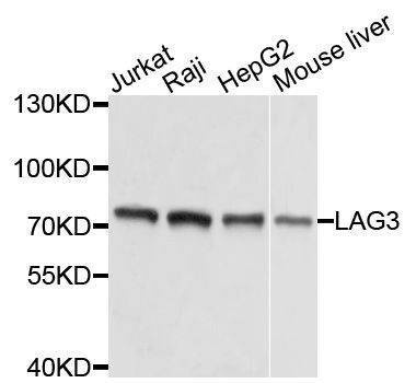 Anti-LAG3 Antibody