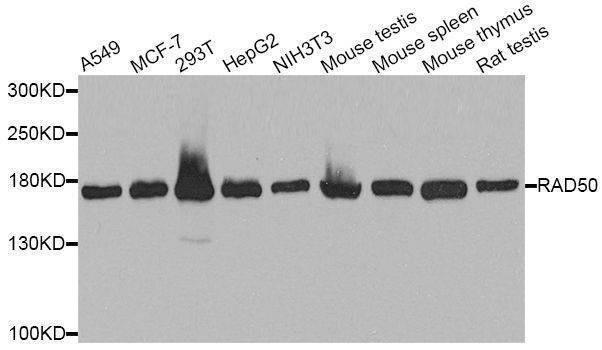 Anti-RAD50 Antibody