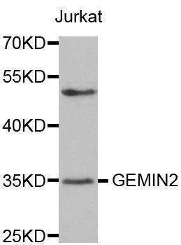 Anti-GEMIN2 Antibody