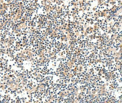 Anti-TRAF3 Antibody