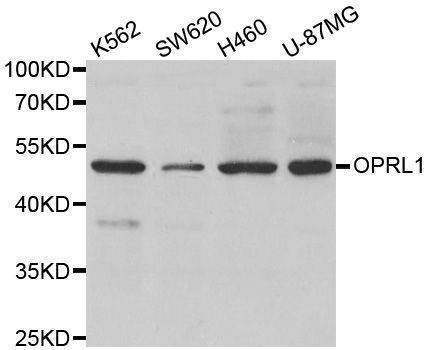 Anti-OPRL1 Antibody