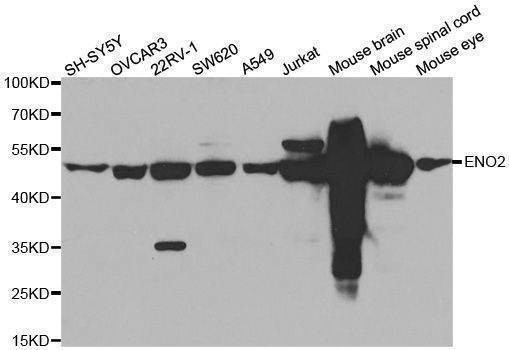 Anti-ENO2 Antibody