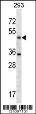 Anti-SHMT1 (N-term) Antibody