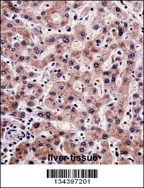 Anti-SHMT1 (N-term) Antibody