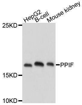 Anti-PPIF Antibody