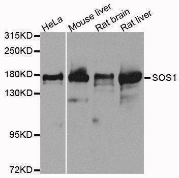 Anti-SOS1 Antibody
