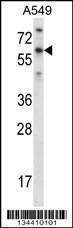 Anti-TBX21 (N-term) Antibody