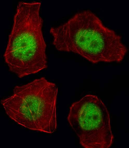Anti-TBX21 (N-term) Antibody
