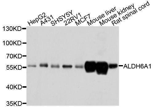 Anti-ALDH6A1 Antibody