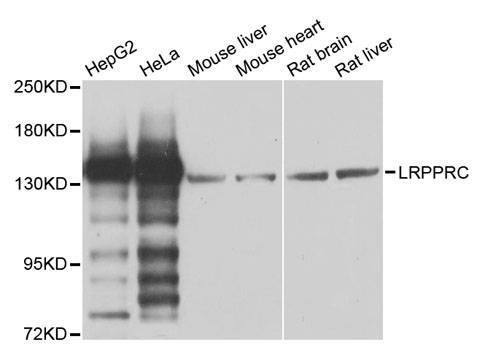 Anti-LRPPRC Antibody
